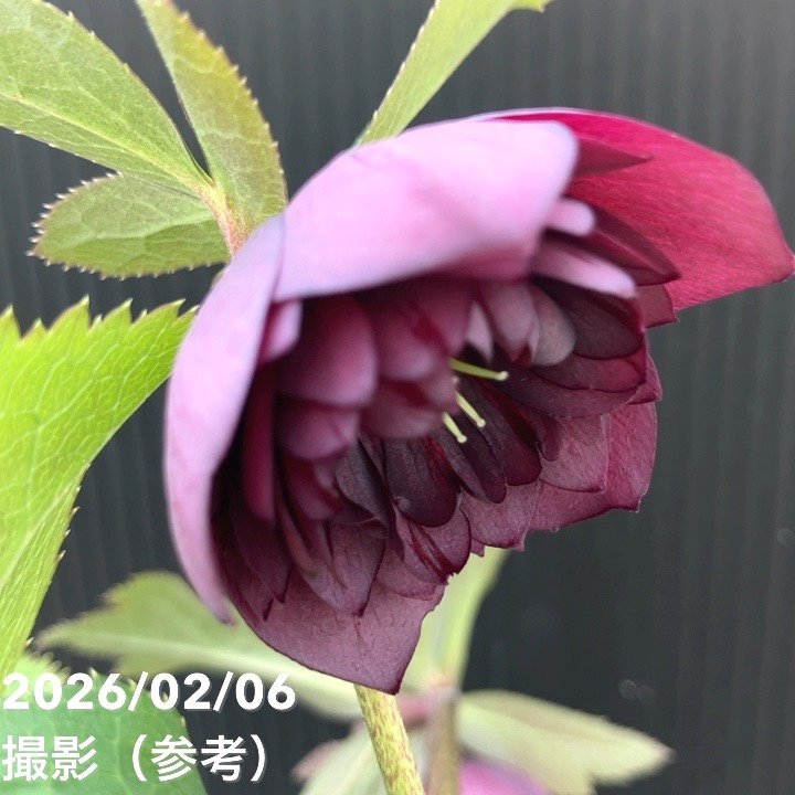 一点物】加藤農園 中間色系多弁クリスマスローズ アンティーク