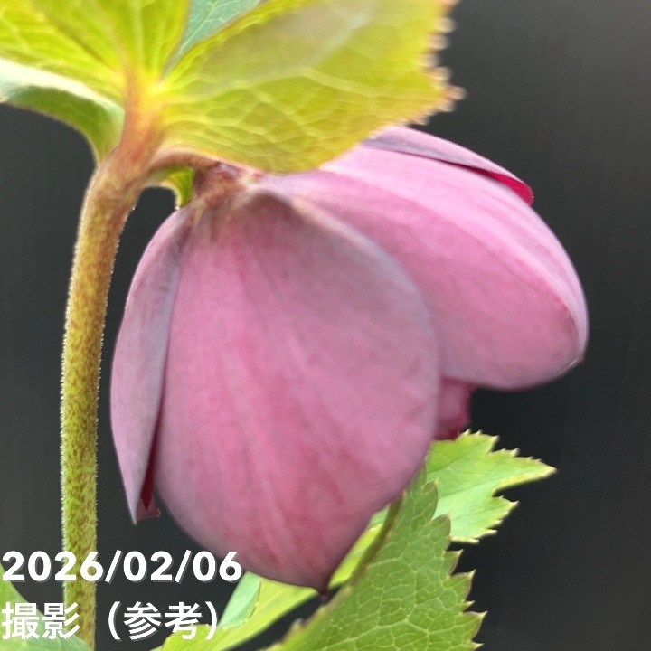 一点物】加藤農園 中間色系多弁クリスマスローズ アンティーク