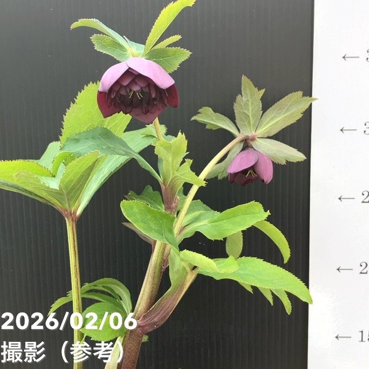 一点物】加藤農園 中間色系多弁クリスマスローズ アンティーク