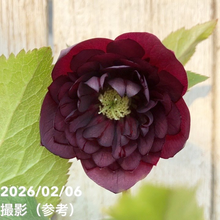 一点物】加藤農園 中間色系多弁クリスマスローズ アンティーク