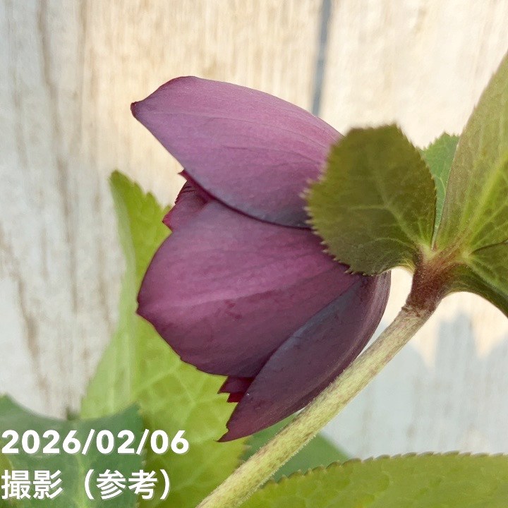 一点物】加藤農園 中間色系多弁クリスマスローズ アンティーク