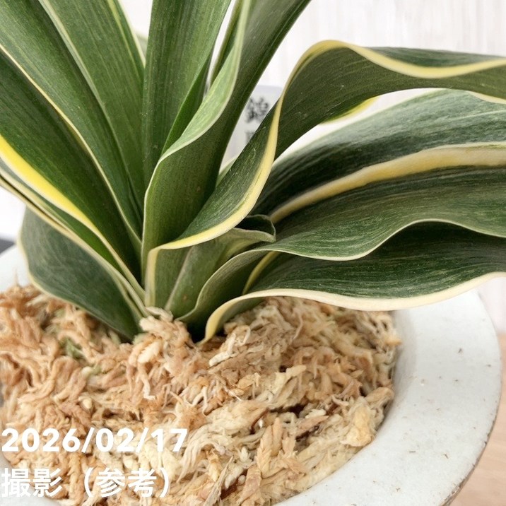 現品お届け】豊明園 万年青 オモト 錦明鳳（きんめいほう）錦鉢（O70