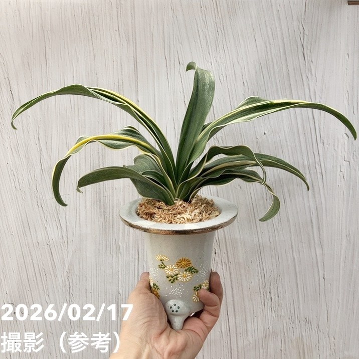 現品お届け】豊明園 万年青 オモト 錦明鳳（きんめいほう）錦鉢（O70