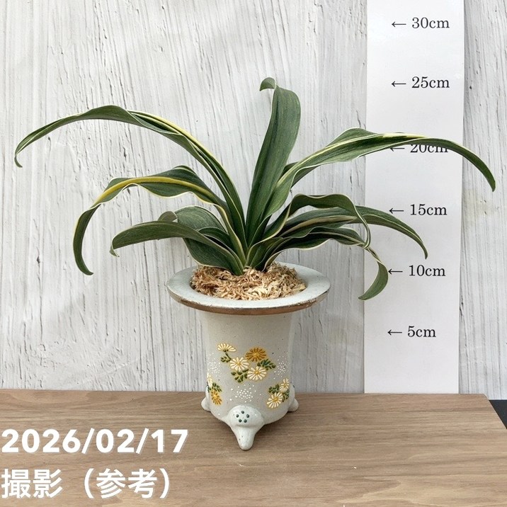 現品お届け】豊明園 万年青 オモト 錦明鳳（きんめいほう）錦鉢（O70