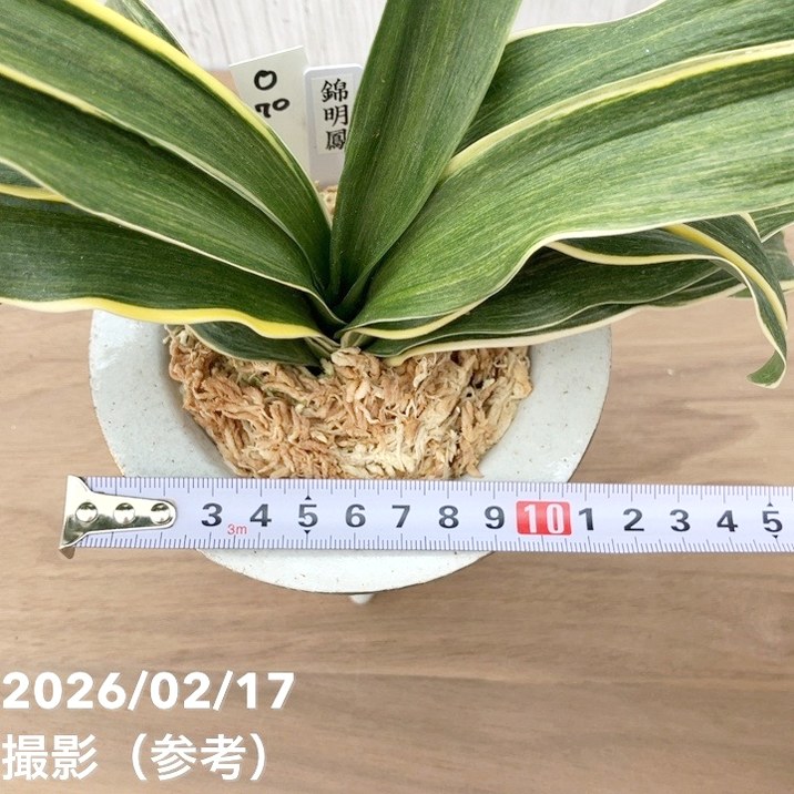 現品お届け】豊明園 万年青 オモト 錦明鳳（きんめいほう）錦鉢（O70
