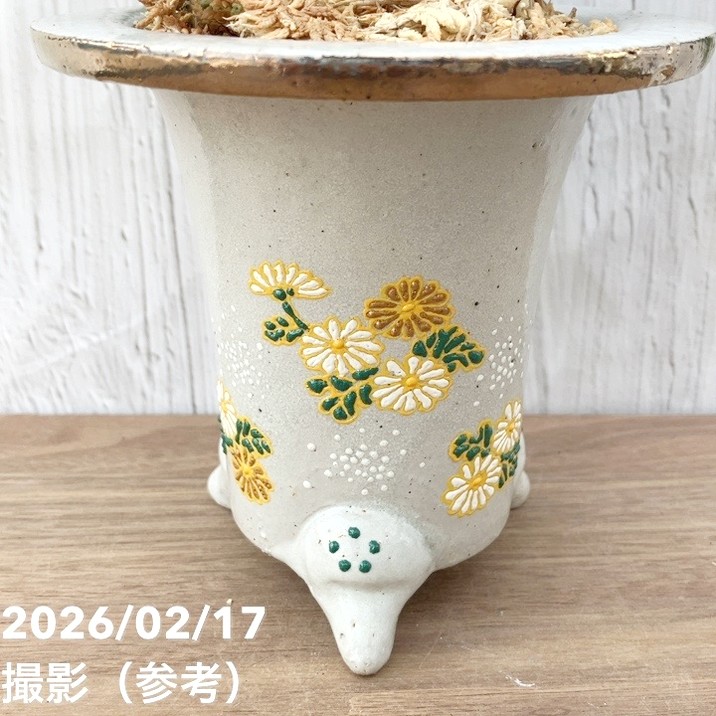 現品お届け】豊明園 万年青 オモト 錦明鳳（きんめいほう）錦鉢（O70
