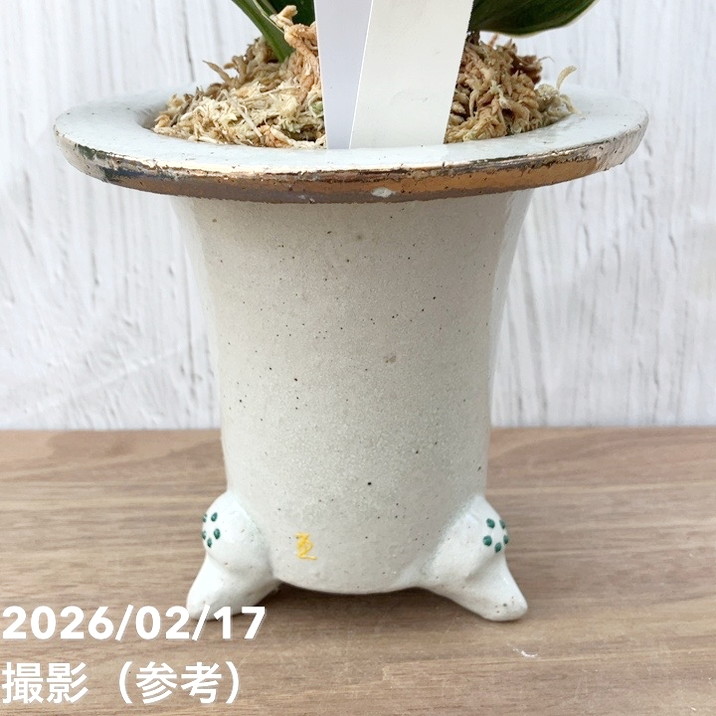 現品お届け】豊明園 万年青 オモト 錦明鳳（きんめいほう）錦鉢（O70