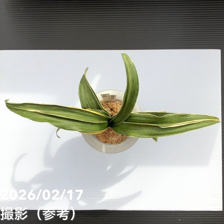 現品お届け】豊明園 万年青 オモト 錦明鳳（きんめいほう）錦鉢（O70