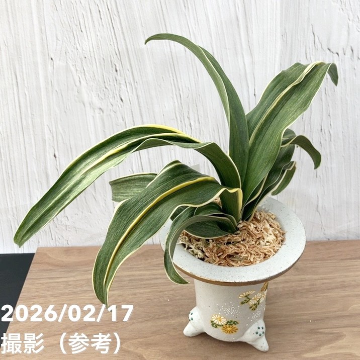 現品お届け】豊明園 万年青 オモト 錦明鳳（きんめいほう）錦鉢（O70