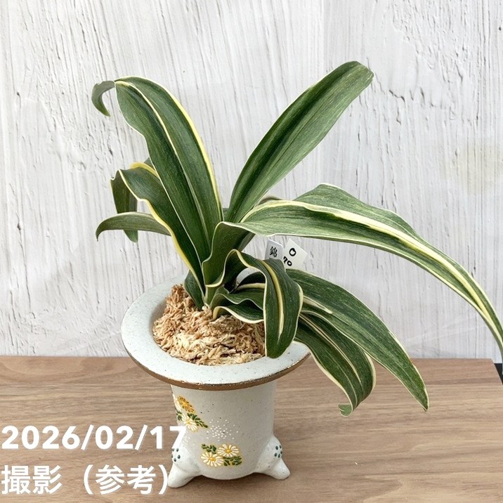 現品お届け】豊明園 万年青 オモト 錦明鳳（きんめいほう）錦鉢（O70