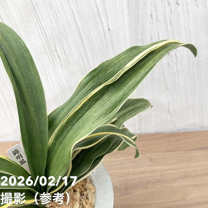 現品お届け】豊明園 万年青 オモト 錦明鳳（きんめいほう）錦鉢（O70