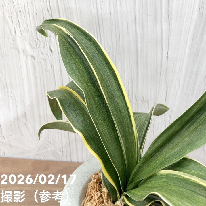 現品お届け】豊明園 万年青 オモト 錦明鳳（きんめいほう）錦鉢（O70