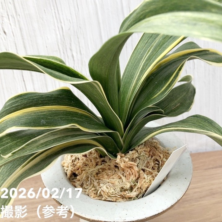 現品お届け】豊明園 万年青 オモト 錦明鳳（きんめいほう）錦鉢（O70