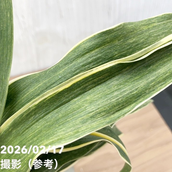 現品お届け】豊明園 万年青 オモト 錦明鳳（きんめいほう）錦鉢（O70