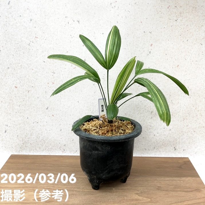 現品お届け】観音竹 カンノンチク 稚児錦 ちごにしき プラ鉢（K31