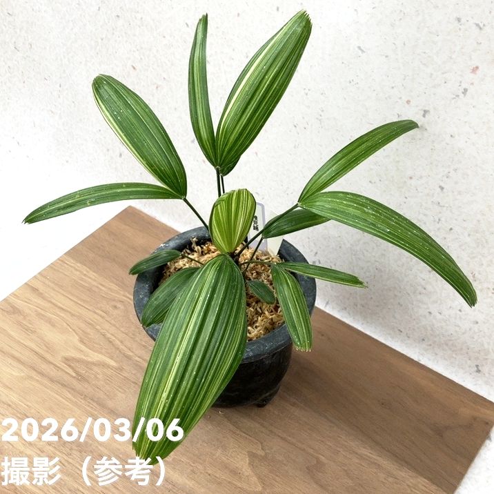 現品お届け】観音竹 カンノンチク 稚児錦 ちごにしき プラ鉢（K31