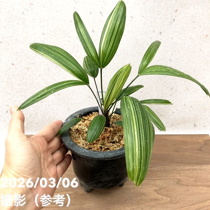 現品お届け】観音竹 カンノンチク 稚児錦 ちごにしき プラ鉢（K31