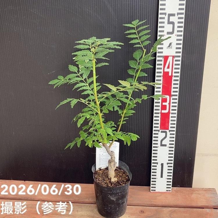 朝倉山椒 3.5号ロング｜果樹04-PA | 果樹,山椒 | 赤塚植物園オンライン