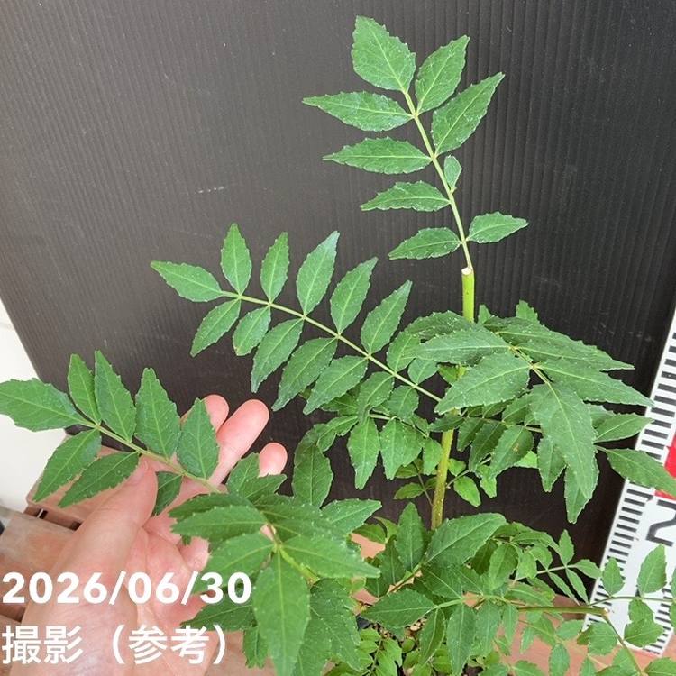 朝倉山椒 3.5号ロング｜果樹04-PA | 果樹,山椒 | 赤塚植物園オンライン