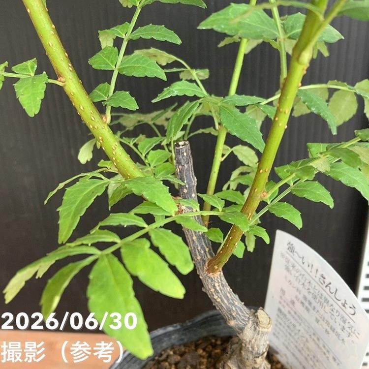 朝倉山椒 3.5号ロング｜果樹04-PA | 果樹,山椒 | 赤塚植物園オンライン