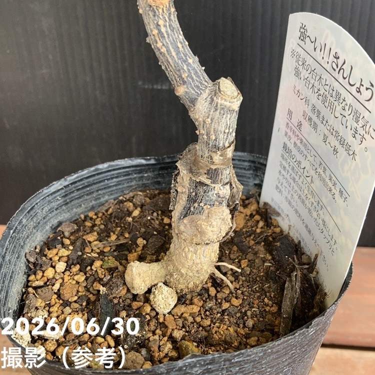 朝倉山椒 3.5号ロング｜果樹04-PA | 果樹,山椒 | 赤塚植物園オンライン