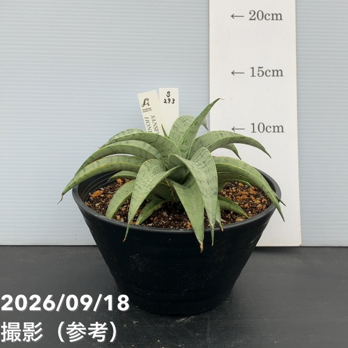 現品お届け】サンスベリア 5号 ハニームーン プラ鉢（S273）｜観葉02