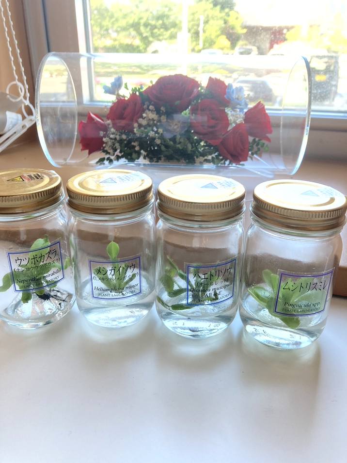 ビンの中で育む植物 植物ラボ ムシトリスミレ : Pinguicula spp. ※お届けまでに最大14日|観葉07-TU