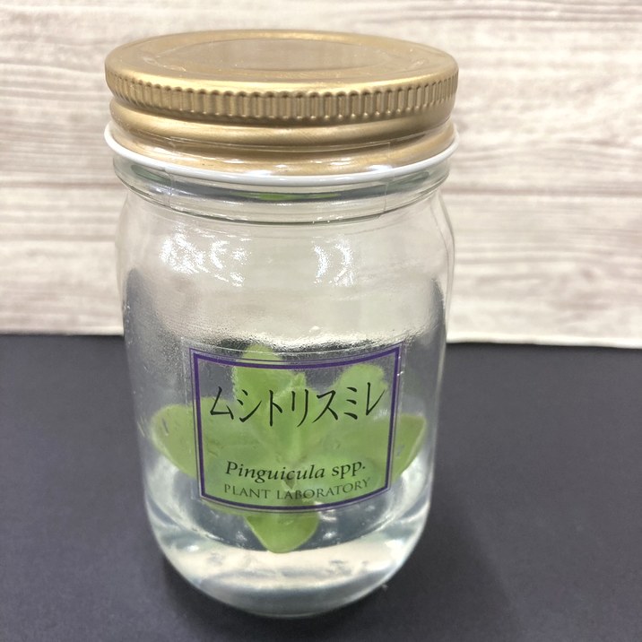 ビンの中で育む植物 植物ラボ ムシトリスミレ : Pinguicula spp. ※お届けまでに最大14日|観葉07-TU