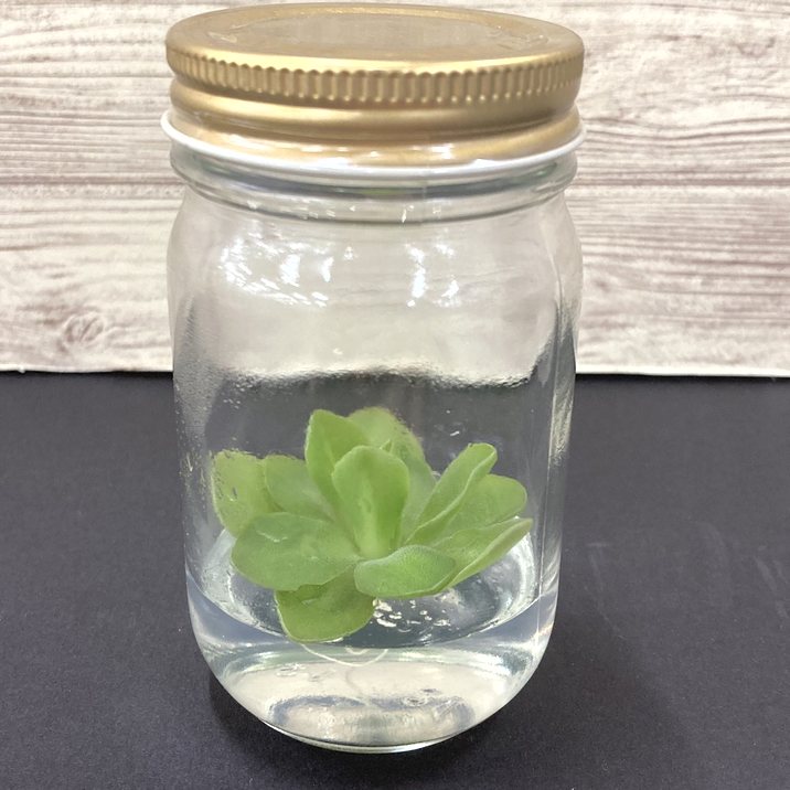 ビンの中で育む植物 植物ラボ ムシトリスミレ : Pinguicula spp. ※お届けまでに最大14日|観葉07-TU