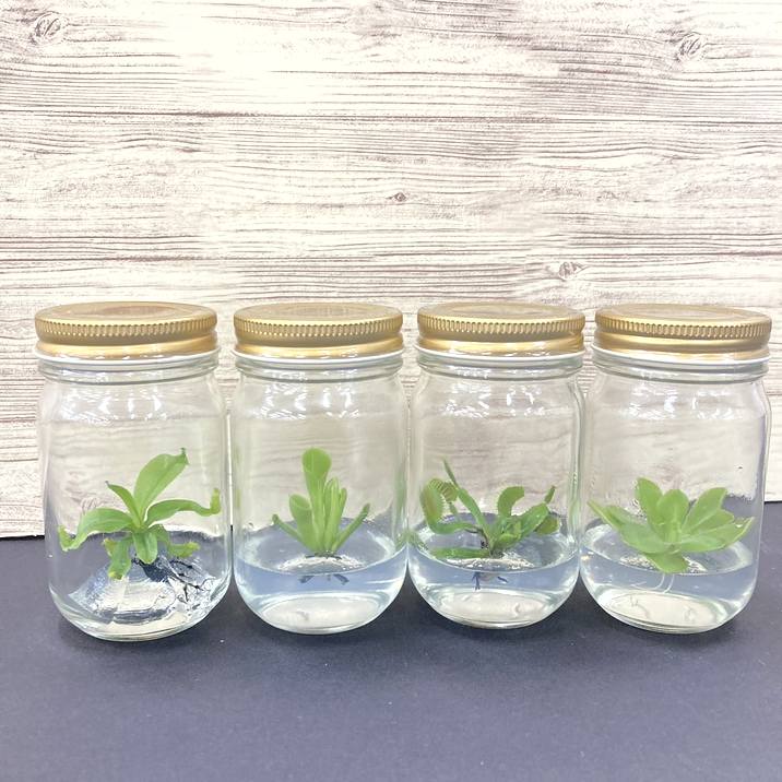 ビンの中で育む植物 植物ラボ ムシトリスミレ : Pinguicula spp. ※お届けまでに最大14日|観葉07-TU