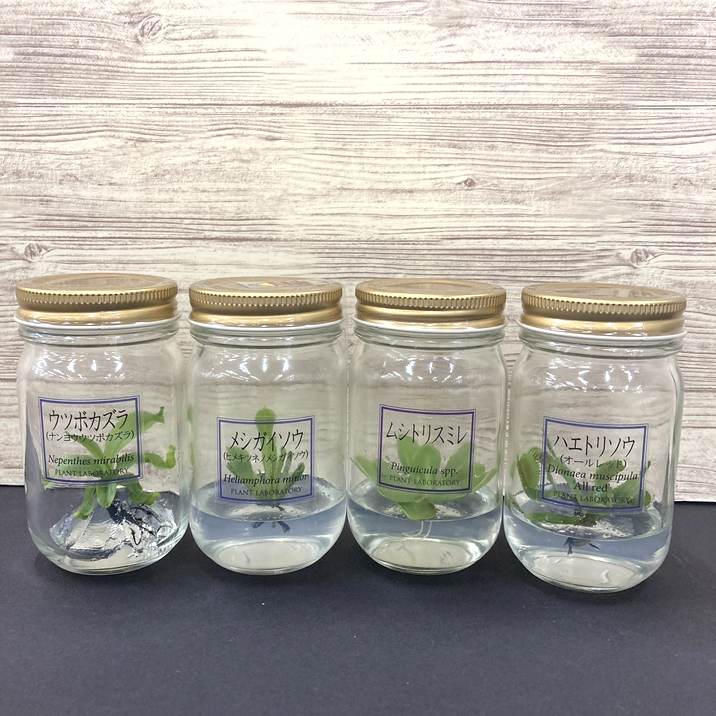 ビンの中で育む植物 植物ラボ ムシトリスミレ : Pinguicula spp. ※お届けまでに最大14日|観葉07-TU