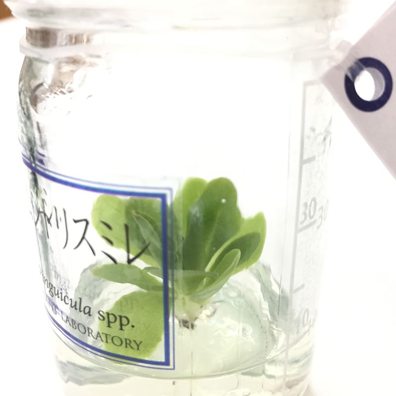 ビンの中で育む植物 植物ラボ ムシトリスミレ : Pinguicula spp. ※お届けまでに最大14日|観葉07-TU