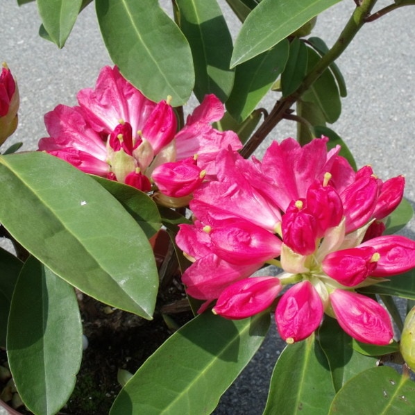 シャクナゲ スーパーローディー 5号 ピーチパイ|花木01-D1