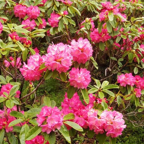 シャクナゲ スーパーローディー 5号 ピーチパイ|花木01-D1