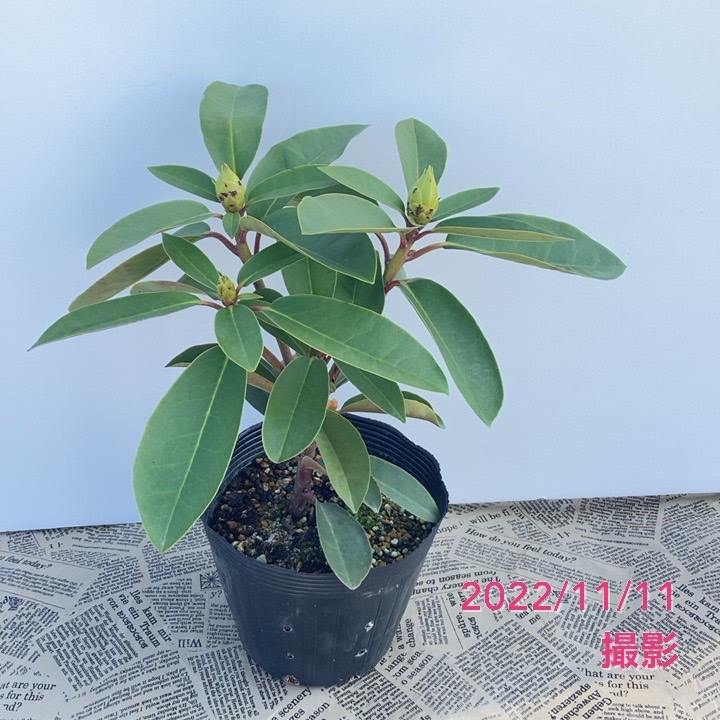 シャクナゲ スーパーローディー 5号 ピーチパイ|花木01-D1