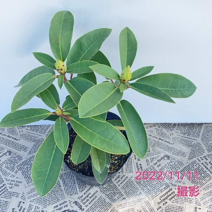 シャクナゲ スーパーローディー 5号 ピーチパイ|花木01-D1