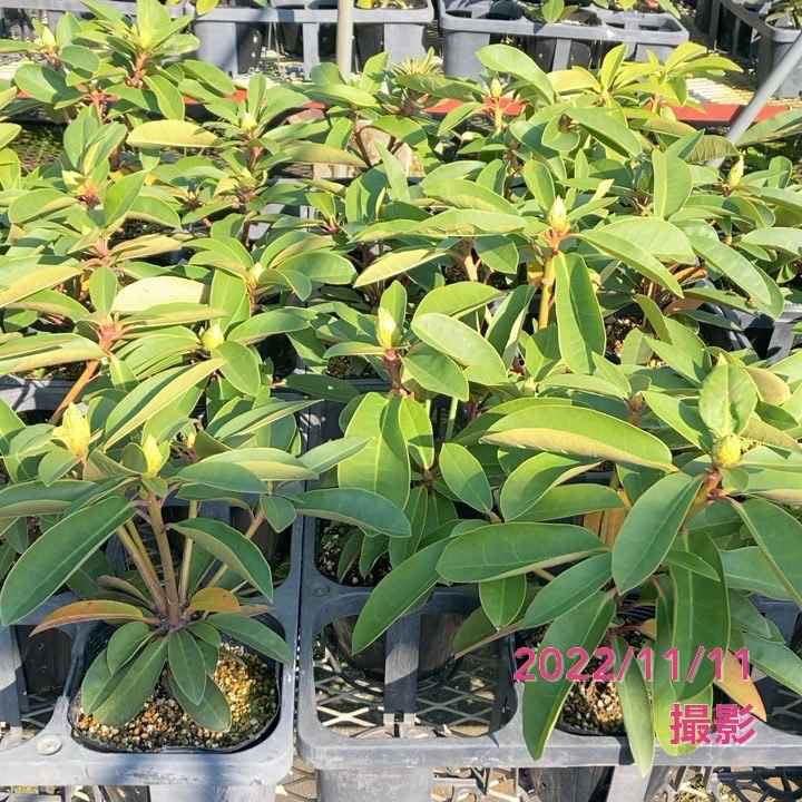 シャクナゲ スーパーローディー 5号 ピーチパイ|花木01-D1