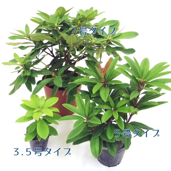 シャクナゲ スーパーローディー 3.5号 ストロベリーサンデー|花木01-D1