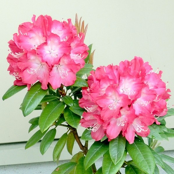 シャクナゲ スーパーローディー 3.5号 ストロベリーサンデー|花木01-D1