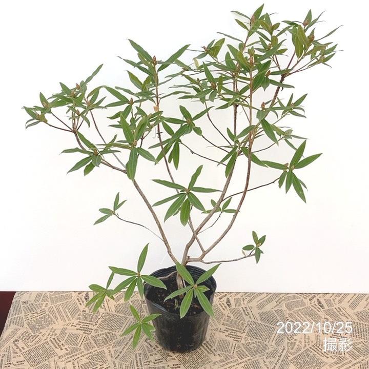 黄花で珍しいツツジ ヒカゲツツジ 6号｜花木10-AK | 花木・庭木,サツキ