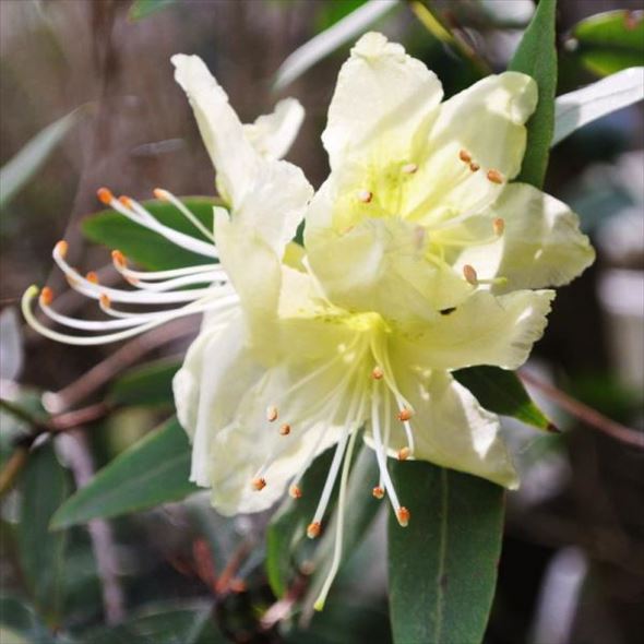 黄花で珍しいツツジ ヒカゲツツジ 6号｜花木10-AK | 花木・庭木,サツキ