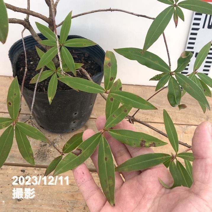 黄花で珍しいツツジ ヒカゲツツジ 6号｜花木10-AK | 花木・庭木,サツキ