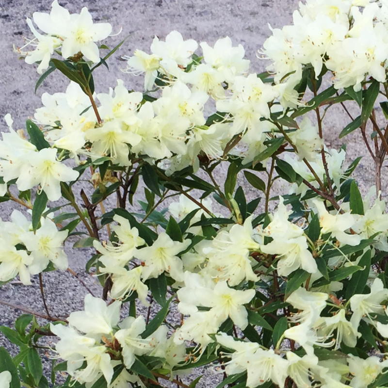 黄花で珍しいツツジ ヒカゲツツジ 6号｜花木10-AK | 花木・庭木,サツキ