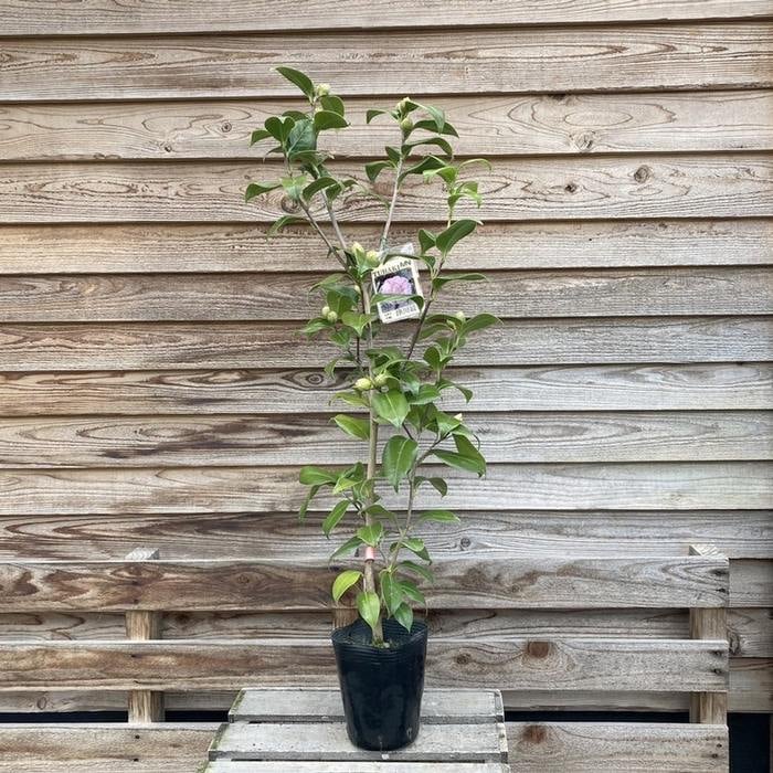 椿 ツバキ 4号 津川絞［こだわりの前田ナーセリー苗］｜花木04-PA