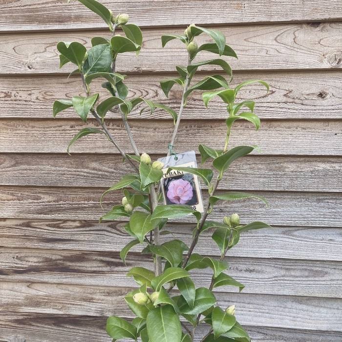 椿 ツバキ 4号 津川絞［こだわりの前田ナーセリー苗］｜花木04-PA