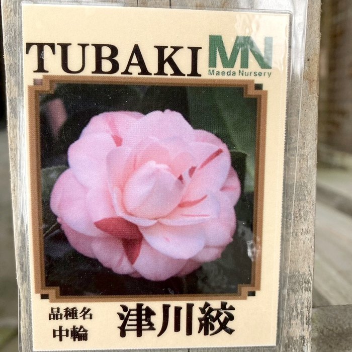 椿 ツバキ 4号 津川絞［こだわりの前田ナーセリー苗］｜花木04-PA