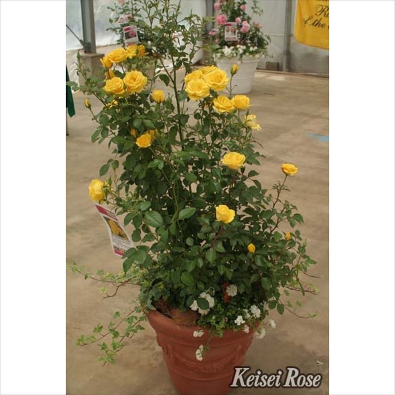 バラ大苗 レヨン・ドゥ・ソレイユ 6号 京成バラ園芸｜花木04-PA | 花木