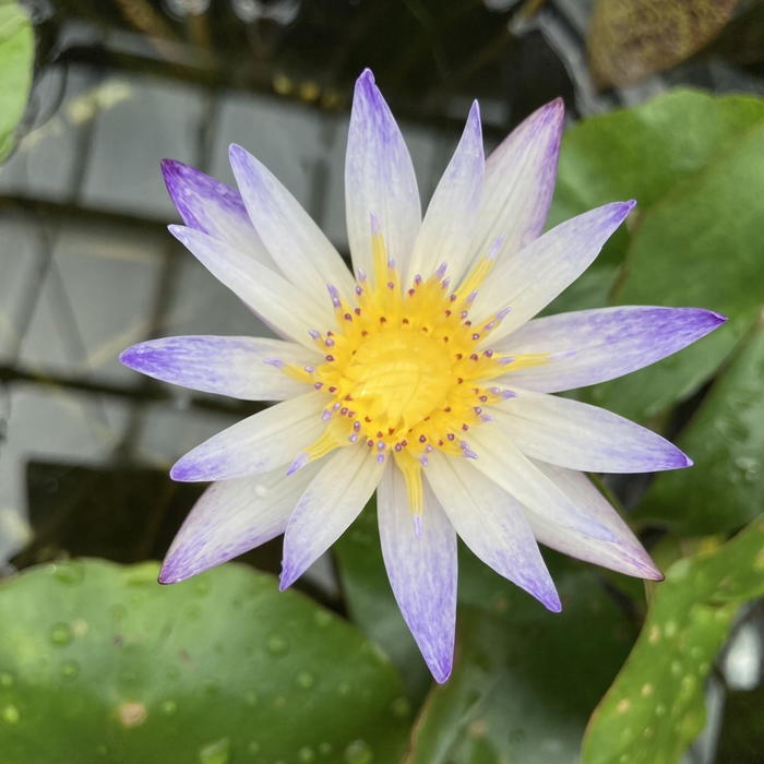 熱帯スイレン 4号 ムラサキシキブ 紫式部｜草花01-D1 | 草花,熱帯