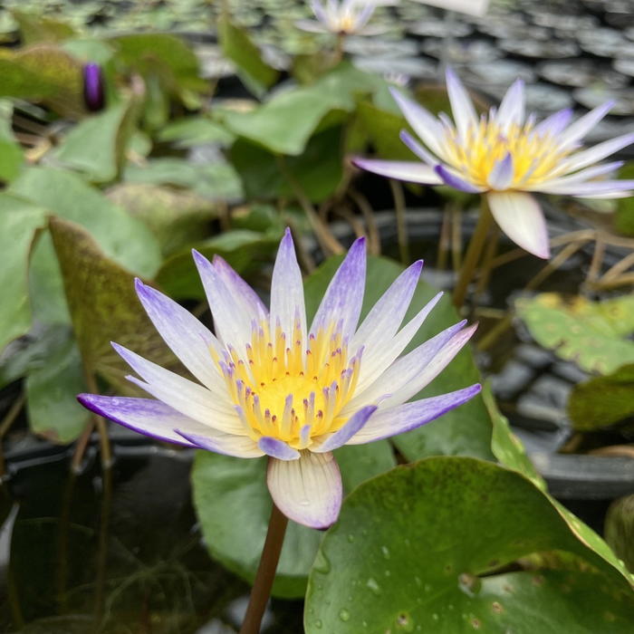 熱帯スイレン 4号 ムラサキシキブ 紫式部｜草花01-D1 | 草花,熱帯