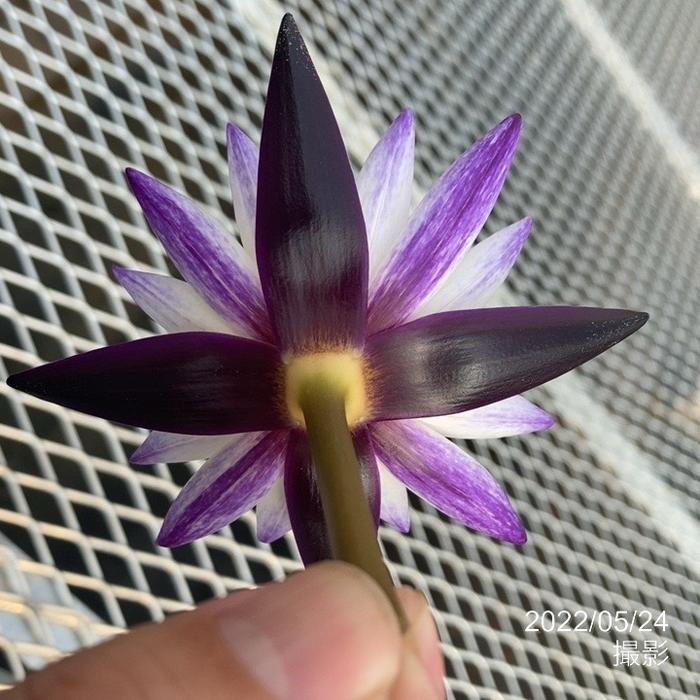 Kazuのメダカ睡蓮ビオトープ】熱帯睡蓮 ムラサキシキブ 開花